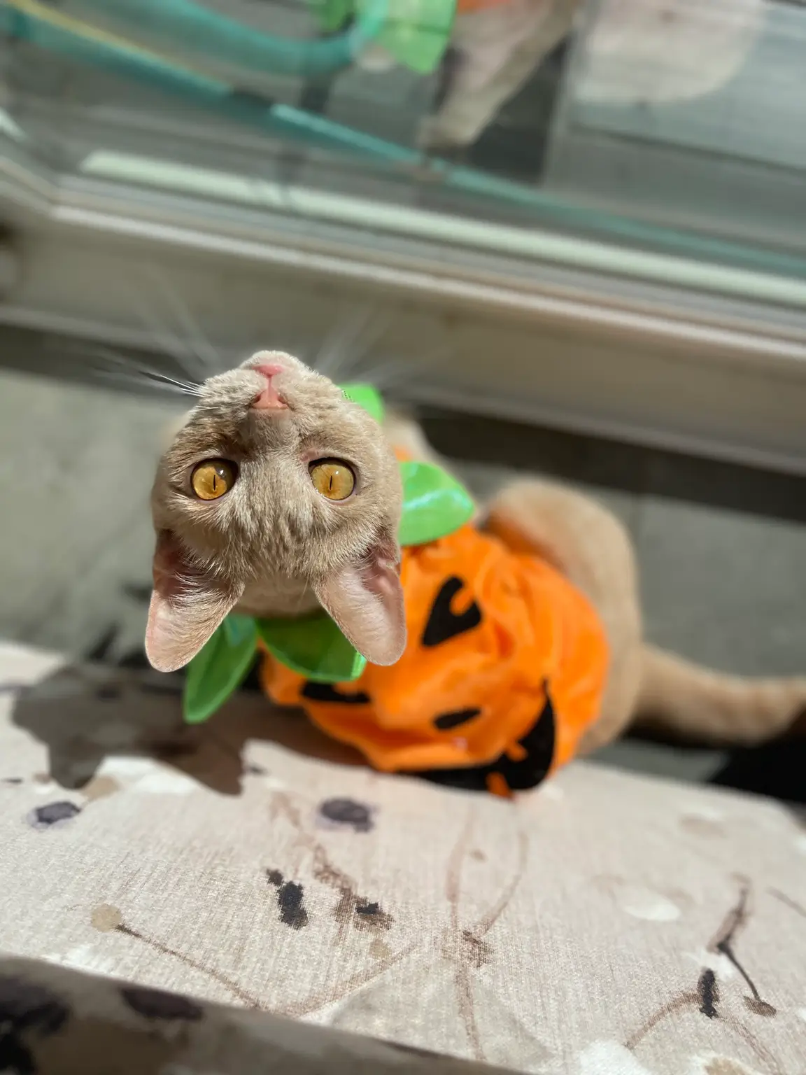 Gus the calico cat