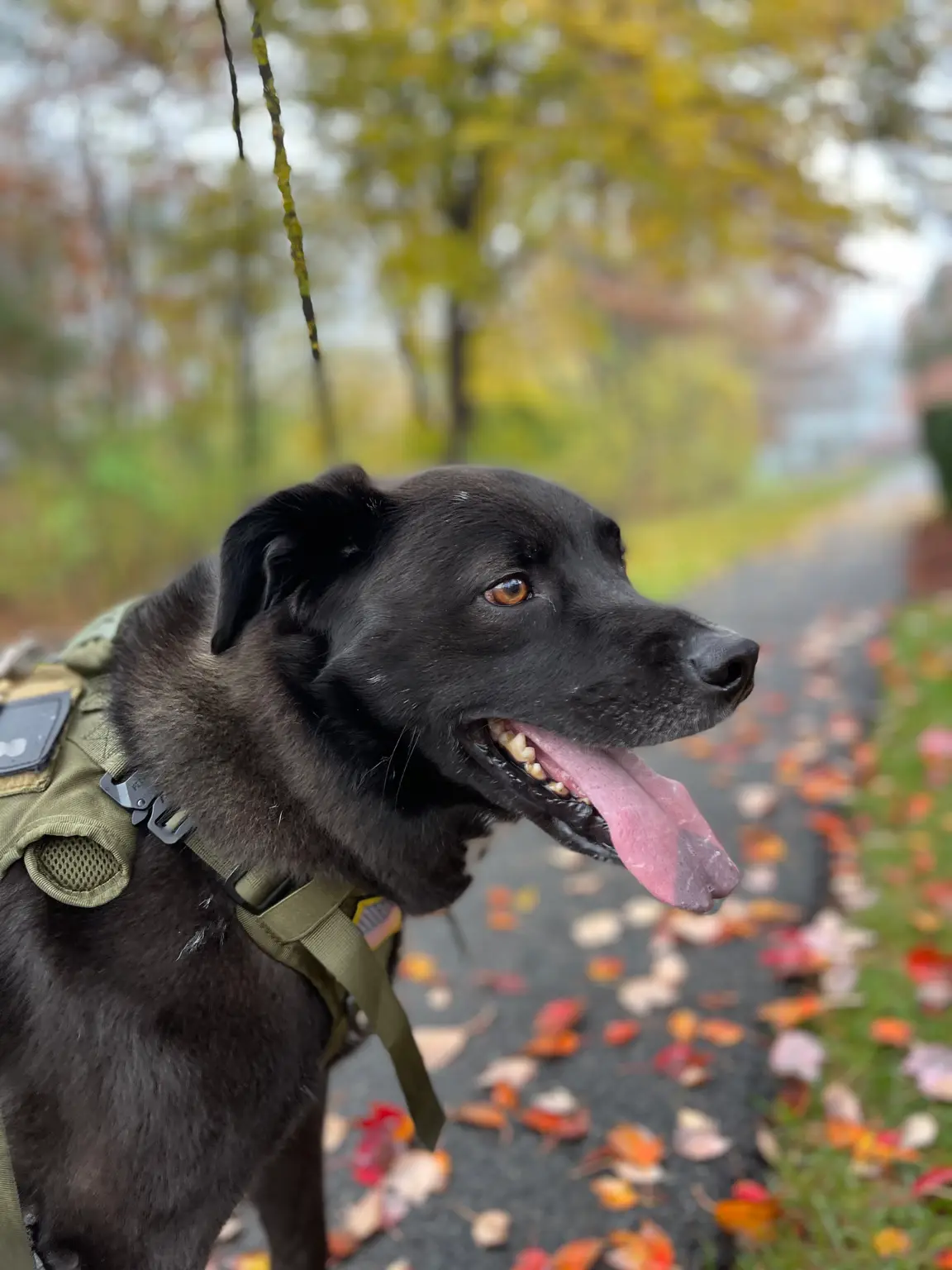 Rudy - first walk